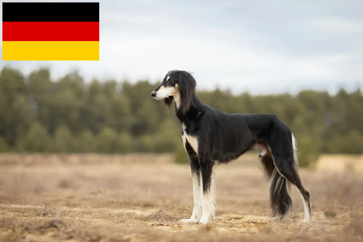 Read more about the article Saluki breeders and puppies in Germany