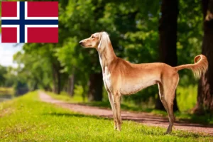 Read more about the article Saluki breeders and puppies in Norway