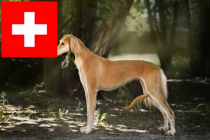 Read more about the article Saluki breeders and puppies in Switzerland