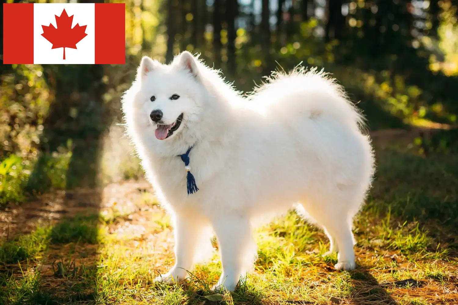 Read more about the article Samoyed breeders and puppies in Canada