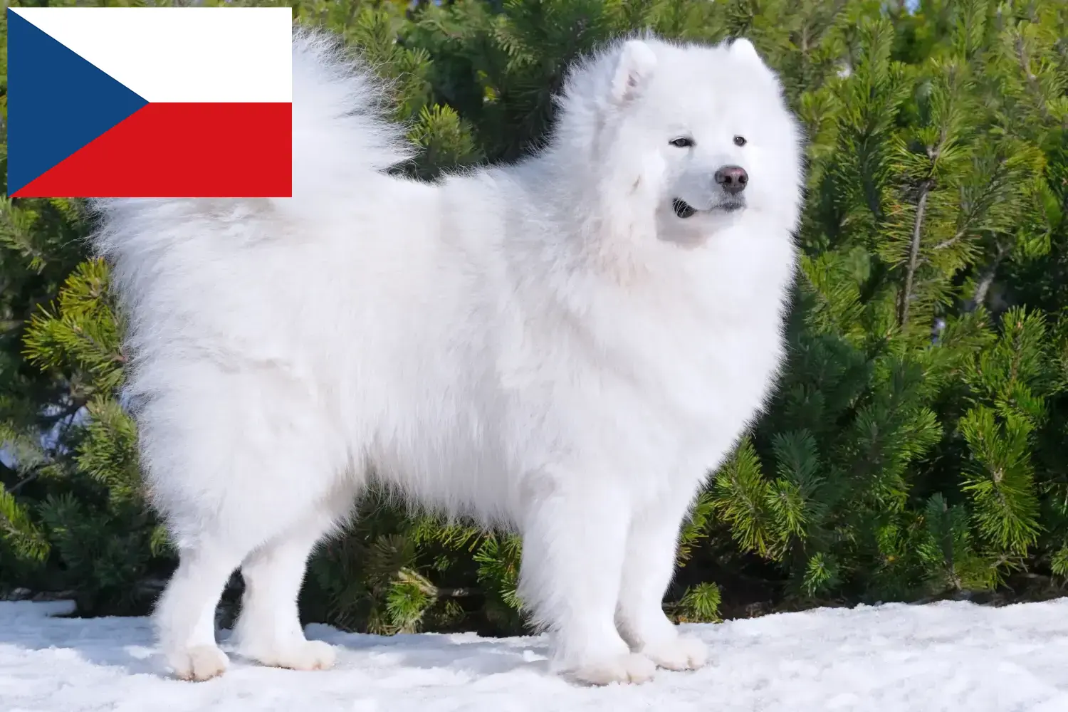 Read more about the article Samoyed breeders and puppies in the Czech Republic