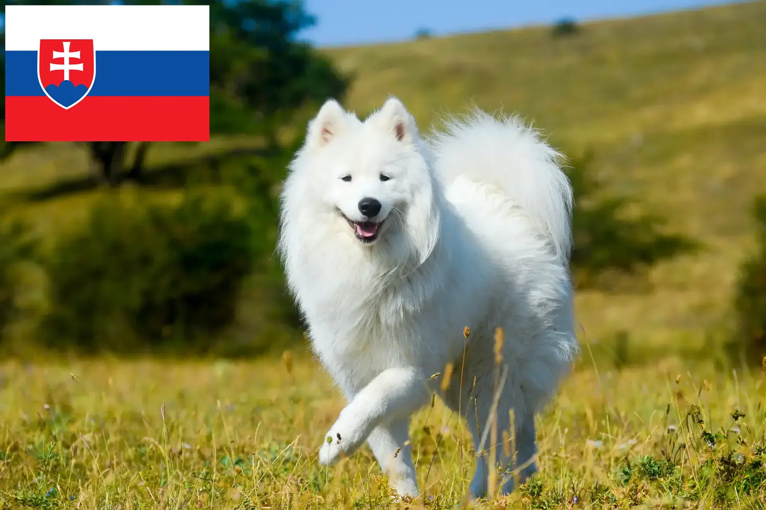 Read more about the article Samoyed breeders and puppies in Slovakia