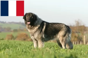 Read more about the article Šarplaninac breeders and puppies in France