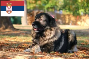 Read more about the article Šarplaninac breeders and puppies in Serbia