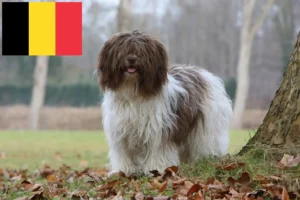 Read more about the article Schapendoes breeders and puppies in Belgium