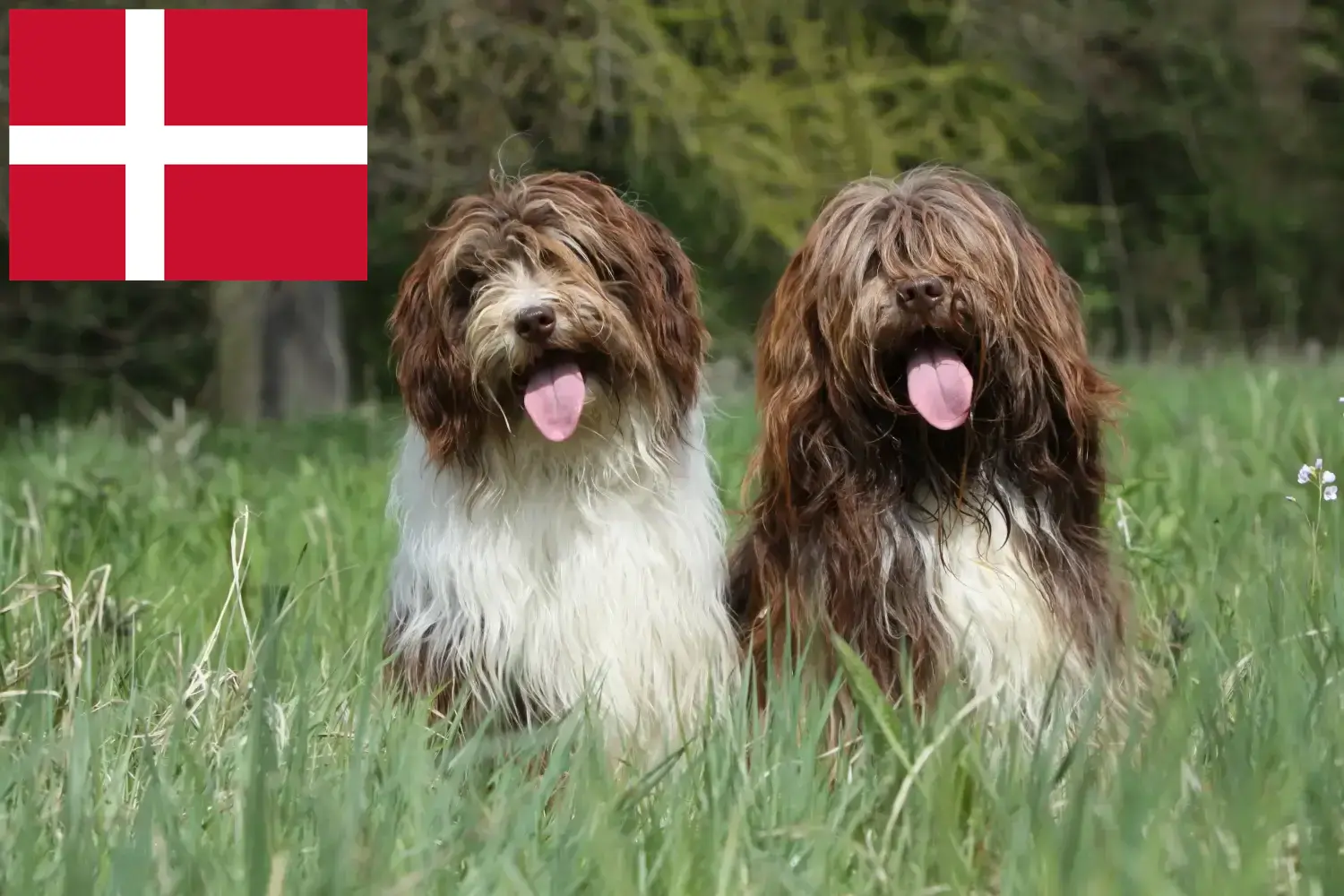 Read more about the article Schapendoes breeders and puppies in Denmark