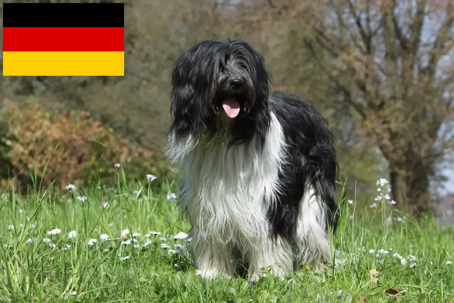 Read more about the article Schapendoes breeders and puppies in Germany