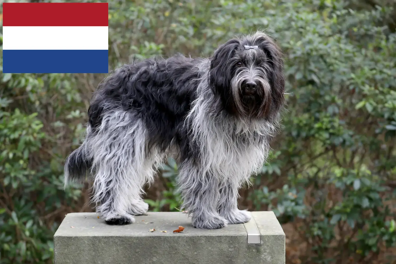 Read more about the article Schapendoes breeders and puppies in the Netherlands