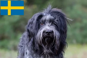 Read more about the article Schapendoes breeders and puppies in Sweden