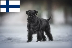Read more about the article Schnauzer breeders and puppies in Finland