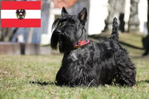 Read more about the article Scottish Terrier breeders and puppies in Austria