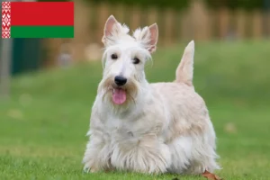 Read more about the article Scottish Terrier breeders and puppies in Belarus