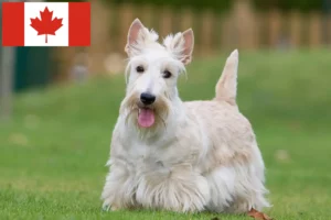 Read more about the article Scottish Terrier breeders and puppies in Canada