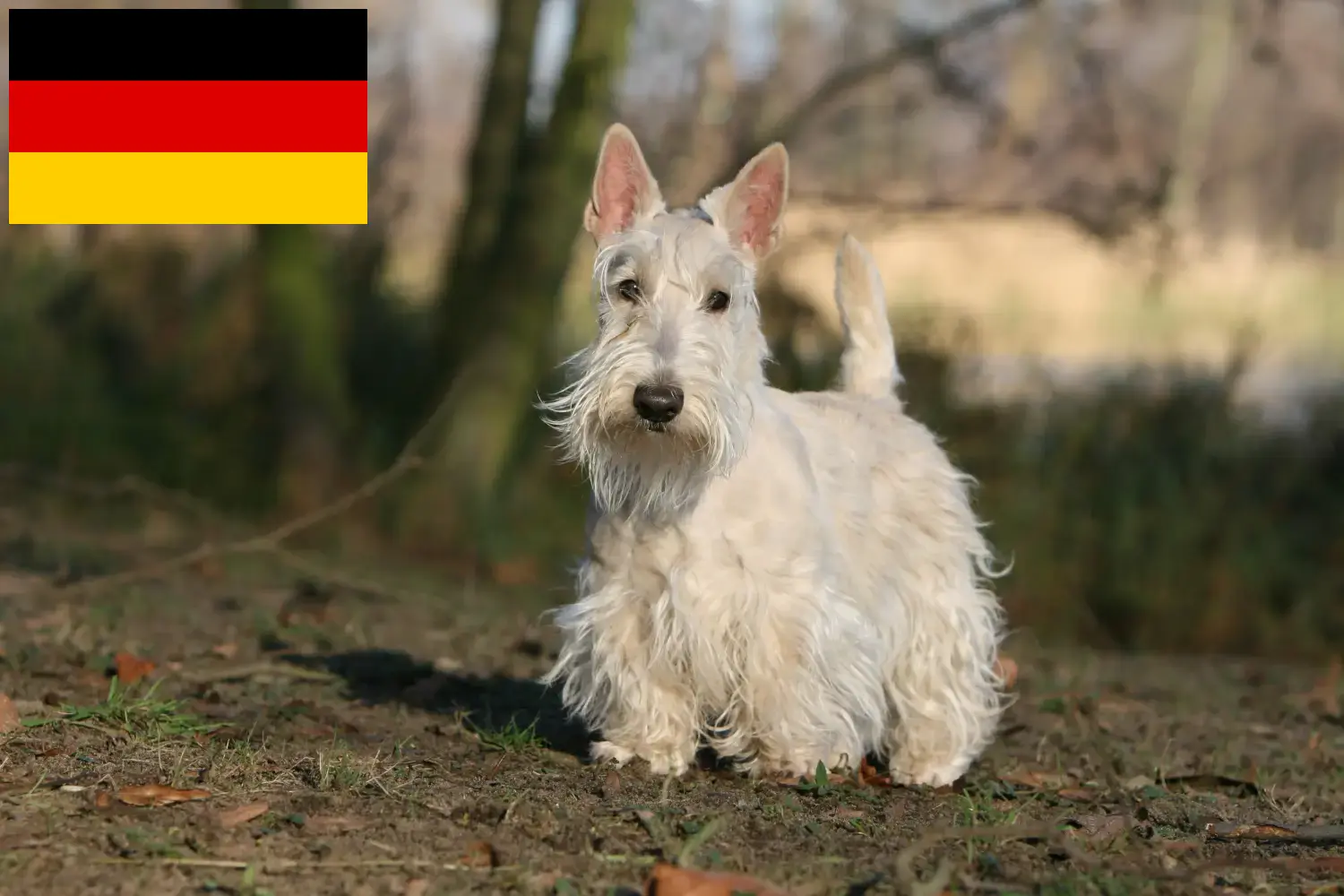 Read more about the article Scottish Terrier breeders and puppies in Germany