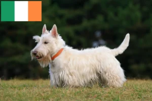 Read more about the article Scottish Terrier breeders and puppies in Ireland