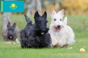 Read more about the article Scottish Terrier breeders and puppies in Kazakhstan