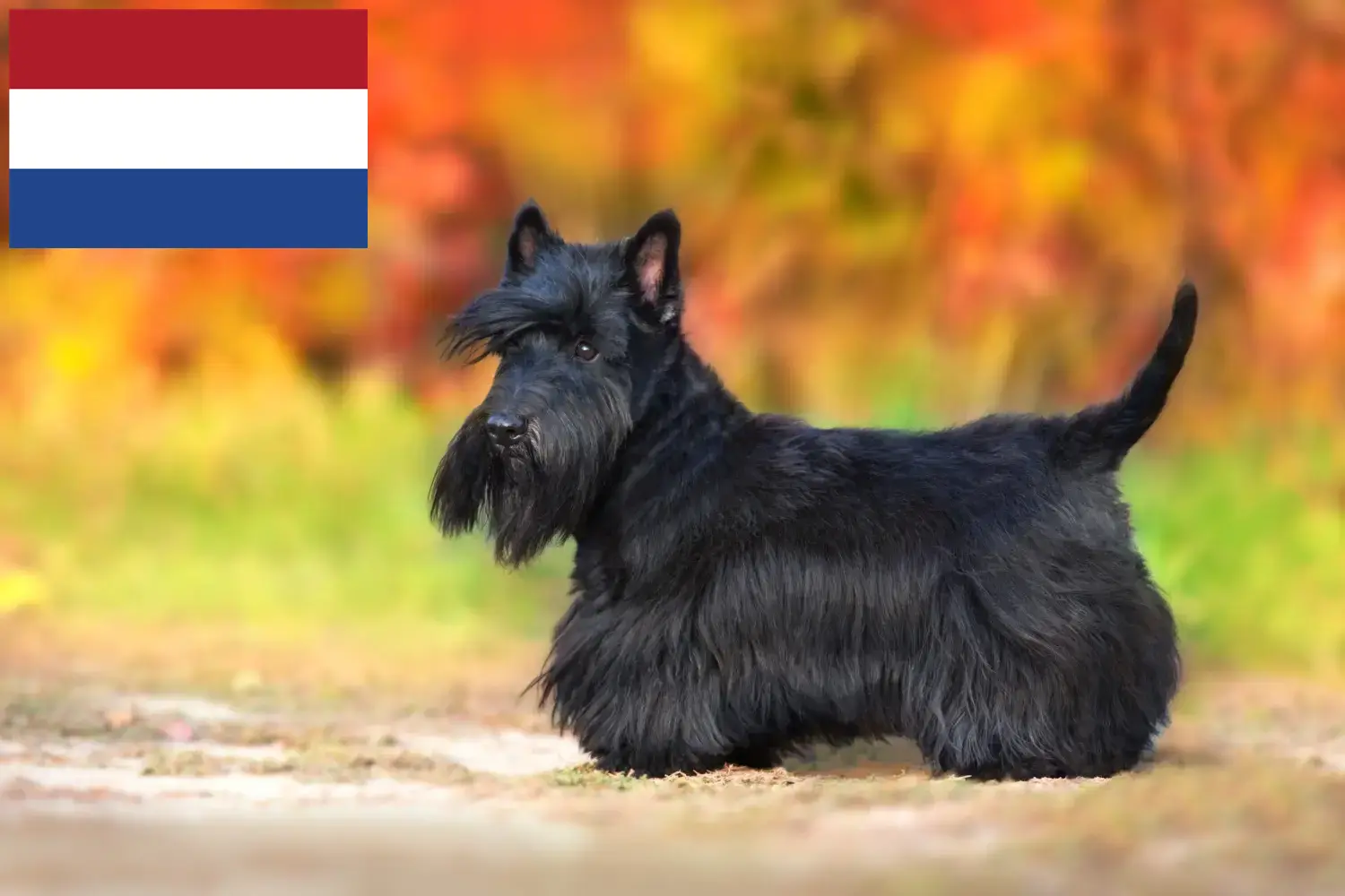 Read more about the article Scottish Terrier breeders and puppies in the Netherlands