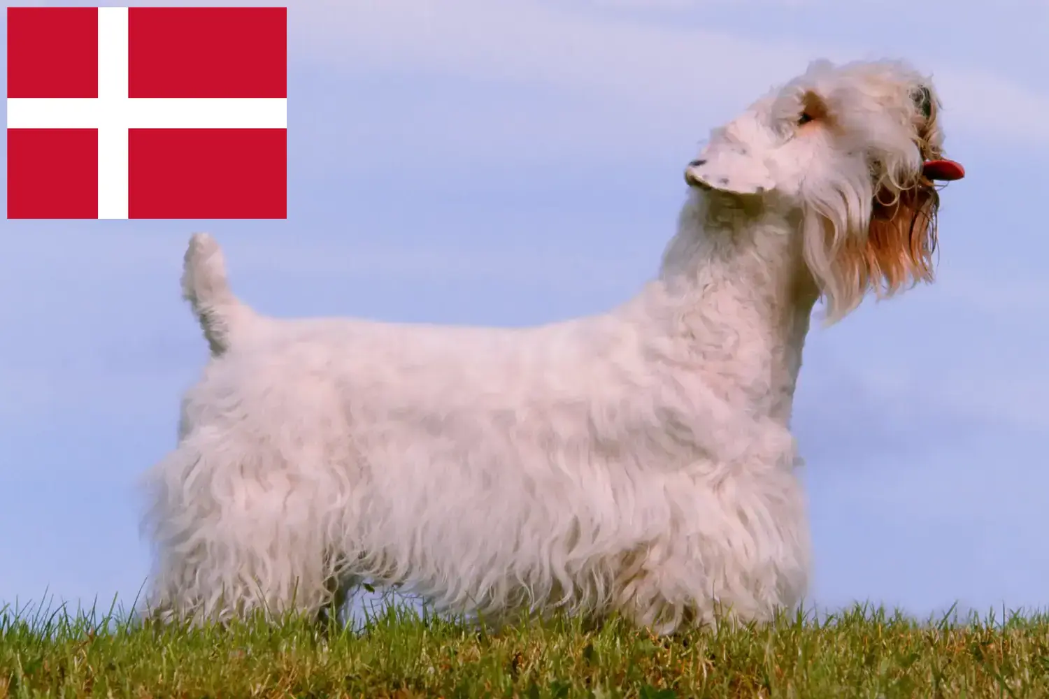 Read more about the article Sealyham Terrier breeders and puppies in Denmark