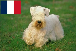 Read more about the article Sealyham Terrier breeders and puppies in France