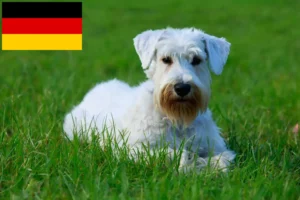 Read more about the article Sealyham Terrier breeders and puppies in Germany