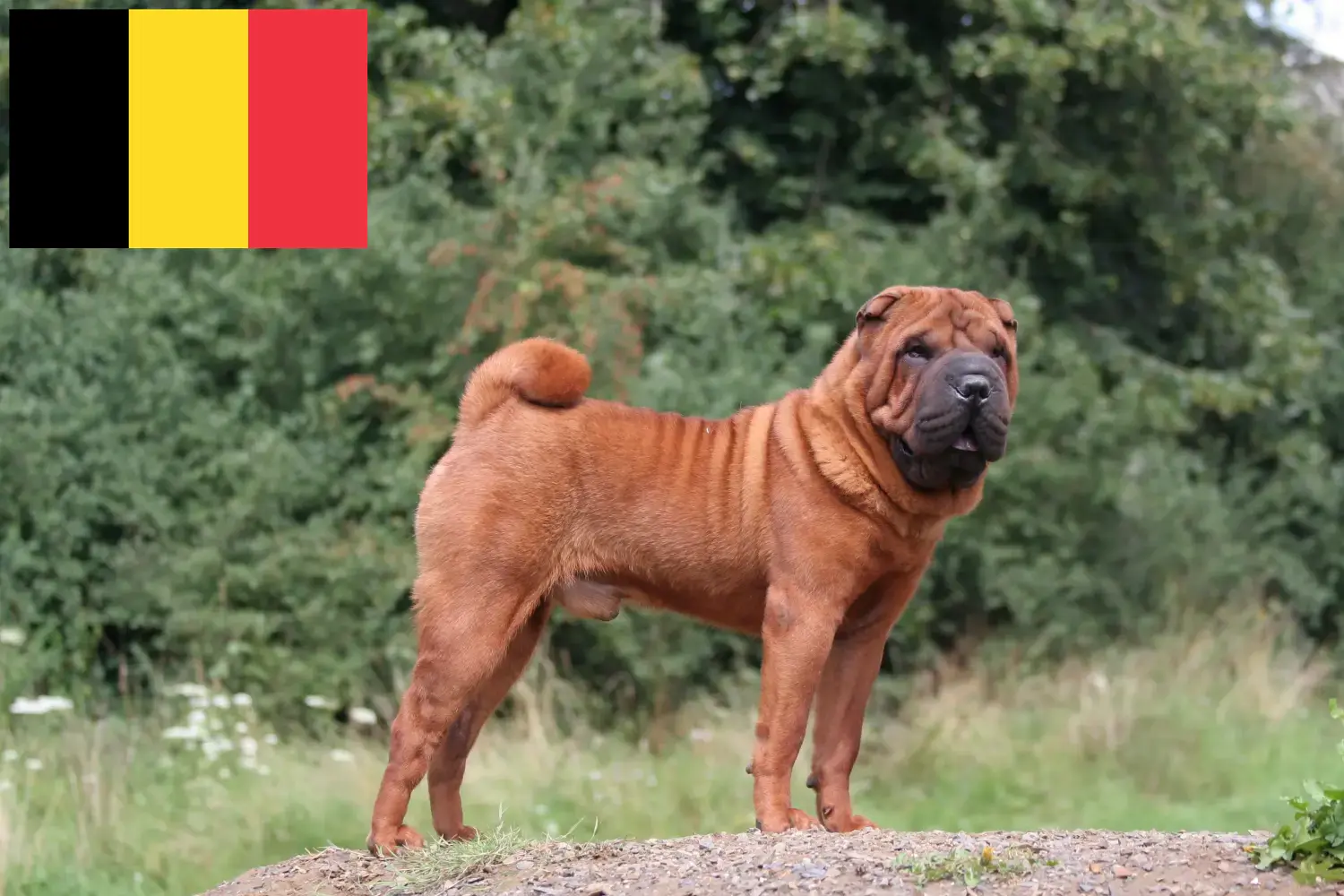 Read more about the article Shar-Pei breeders and puppies in Belgium