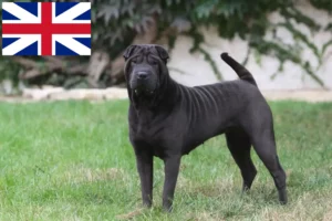 Read more about the article Shar-Pei breeders and puppies in Great Britain