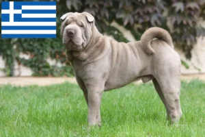 Read more about the article Shar-Pei breeders and puppies in Greece