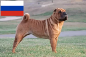 Read more about the article Shar-Pei breeders and puppies in Russia