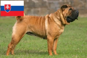 Read more about the article Shar-Pei breeders and puppies in Slovakia