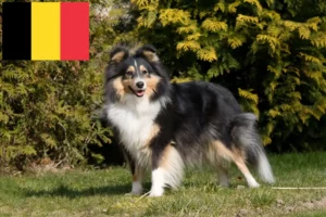 Read more about the article Sheltie breeders and puppies in Belgium