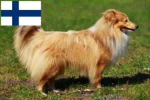 Read more about the article Sheltie breeders and puppies in Finland