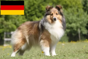 Read more about the article Sheltie breeders and puppies in Germany