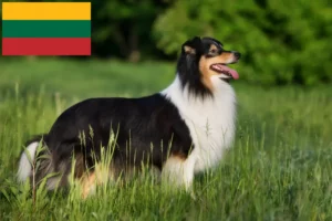 Read more about the article Sheltie breeders and puppies in Lithuania