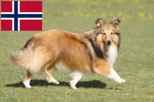 Read more about the article Sheltie breeders and puppies in Norway