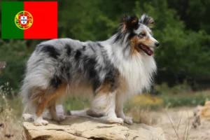 Read more about the article Sheltie breeders and puppies in Portugal