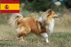 Read more about the article Sheltie breeders and puppies in Spain