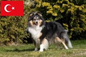 Read more about the article Sheltie breeders and puppies in Turkey