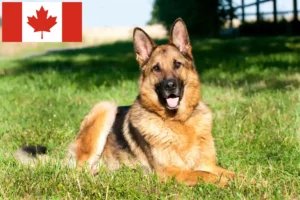 Read more about the article Sheepdog breeders and puppies in Canada