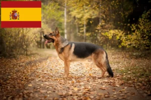 Read more about the article Shepherd dog breeders and puppies in Spain