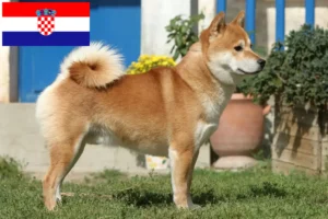 Read more about the article Shiba breeders and puppies in Croatia