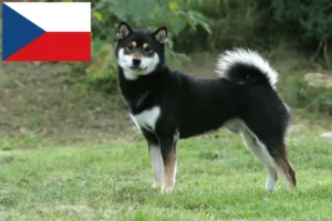 Read more about the article Shiba breeders and puppies in the Czech Republic