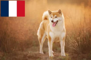 Read more about the article Shiba breeders and puppies in France