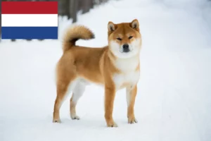 Read more about the article Shiba breeders and puppies in the Netherlands