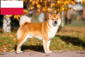 Read more about the article Shiba breeders and puppies in Poland