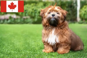 Read more about the article Shichon breeders and puppies in Canada