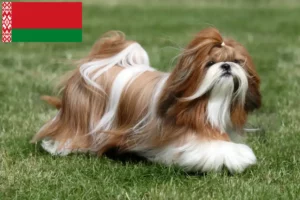 Read more about the article Shih Tzu breeders and puppies in Belarus