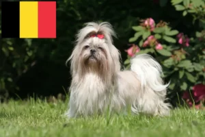 Read more about the article Shih Tzu breeders and puppies in Belgium