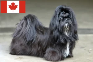 Read more about the article Shih Tzu breeders and puppies in Canada