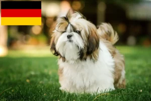 Read more about the article Shih Tzu breeders and puppies in Germany