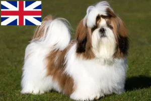 Read more about the article Shih Tzu breeders and puppies in Great Britain